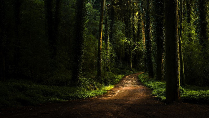 b2ap3 large forestpath