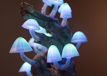 glowing fungi